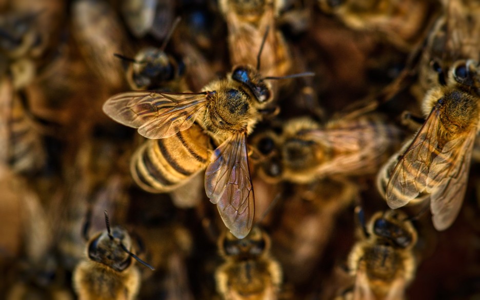 Bees. Representation image.