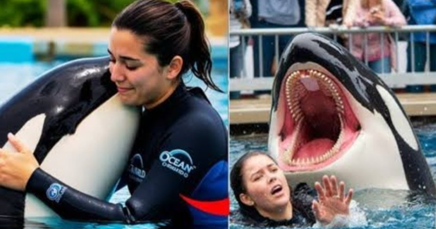 Viral Orca Attack Video of ‘Jessica Radcliffe’ Shook the Internet: